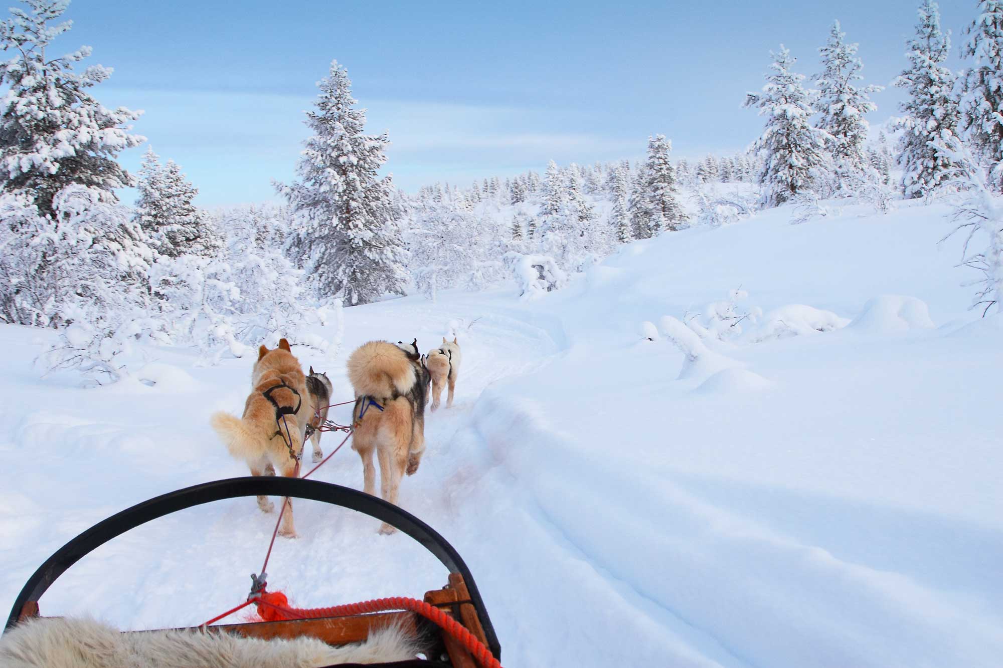 husky tours in zweeds lapland