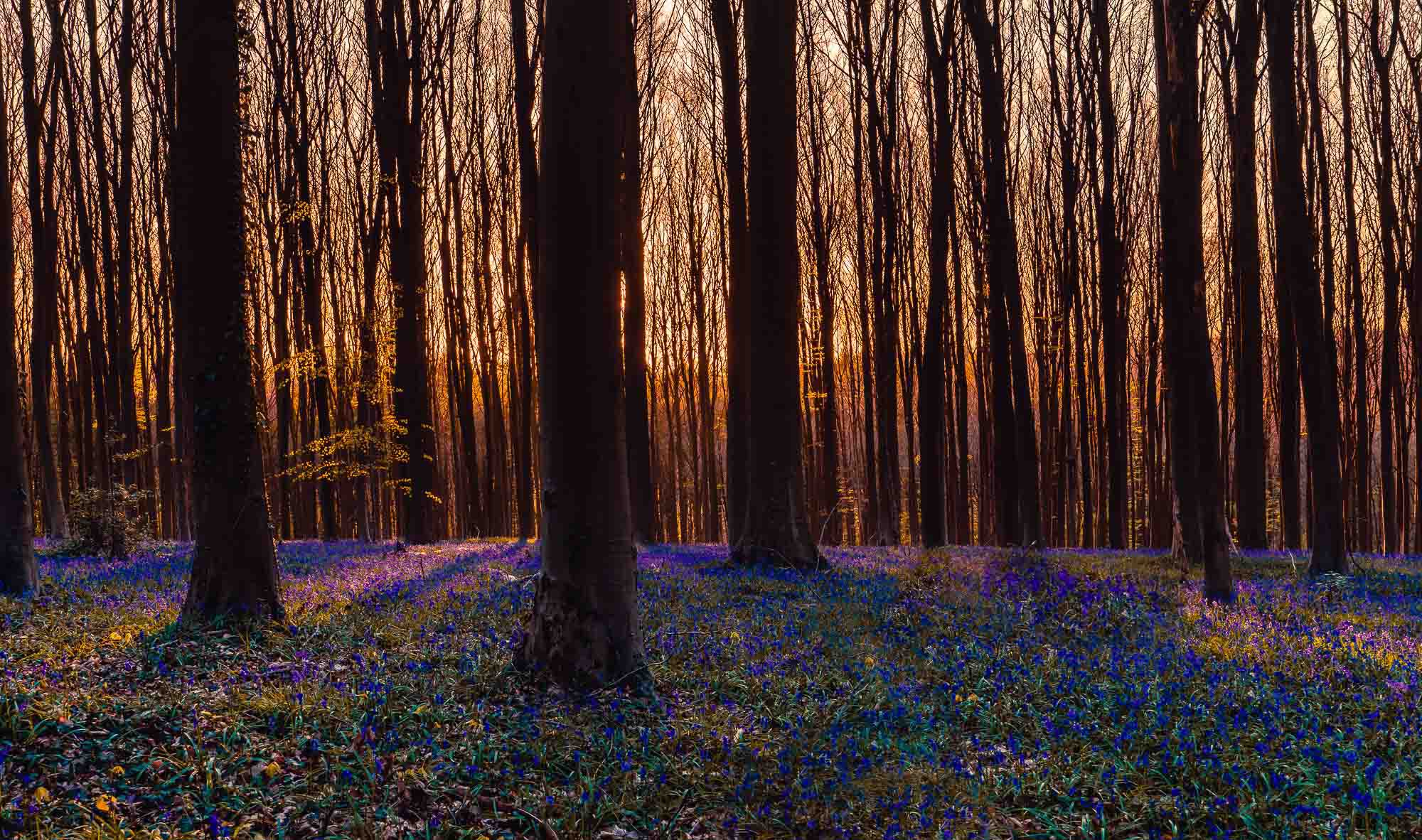 het hallerbos en blauwe hyacinten bezoeken