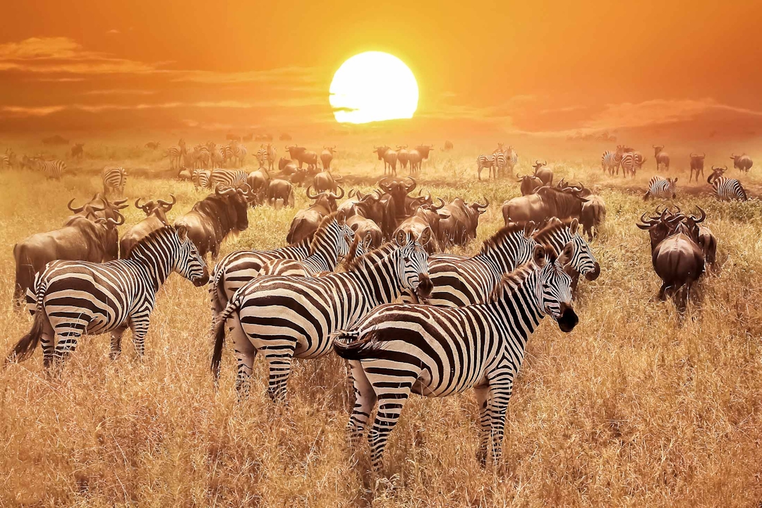 Gnoes en zebras bij zonsondergang in het Serengeti Nationaal Park