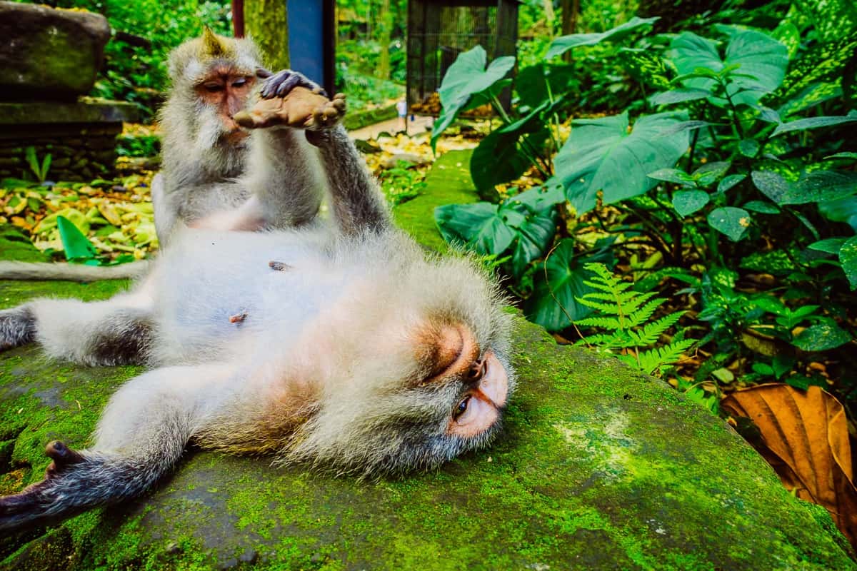 Hipsters, hippies en het Ubud apenbos