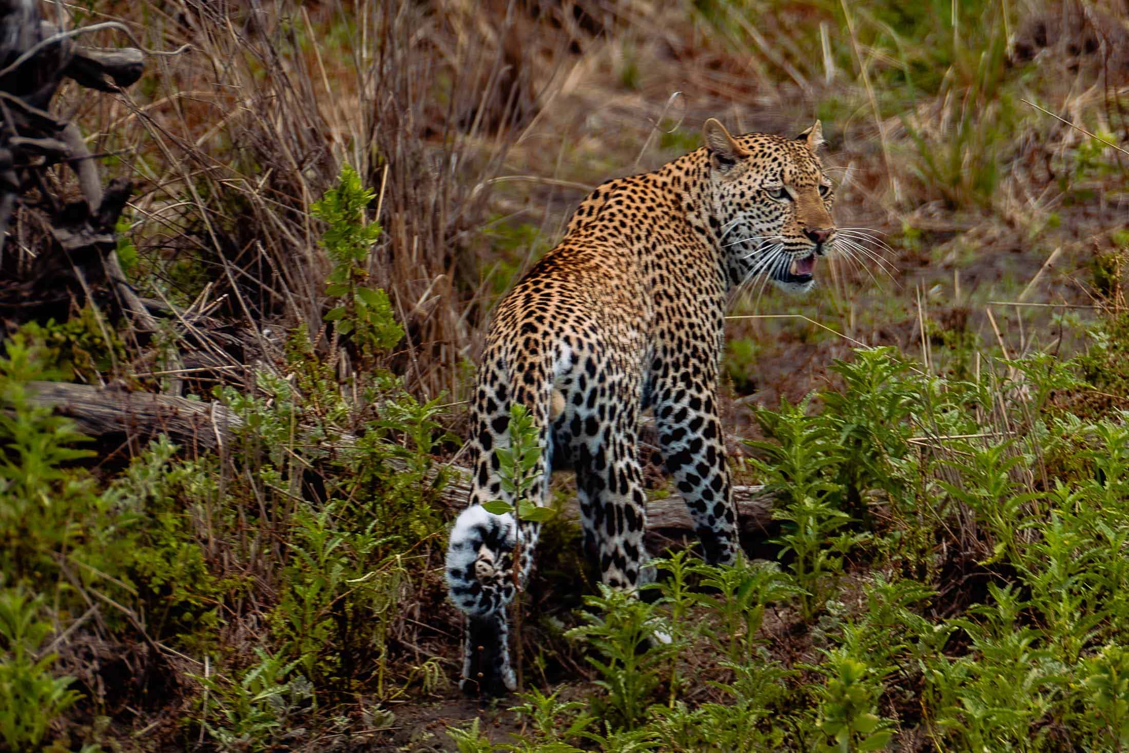 Zanzibar: van luierende hangmat naar huilende hyena’s