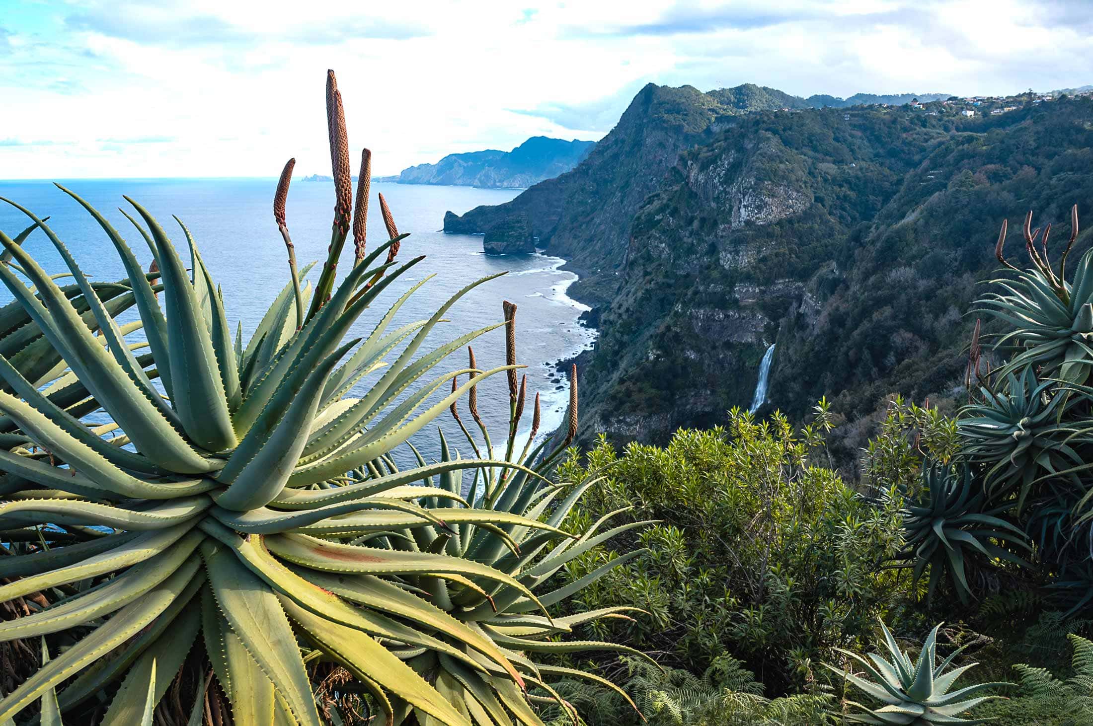 Vakantie in Madeira: het aards paradijs waar zelfs bananen vis eten