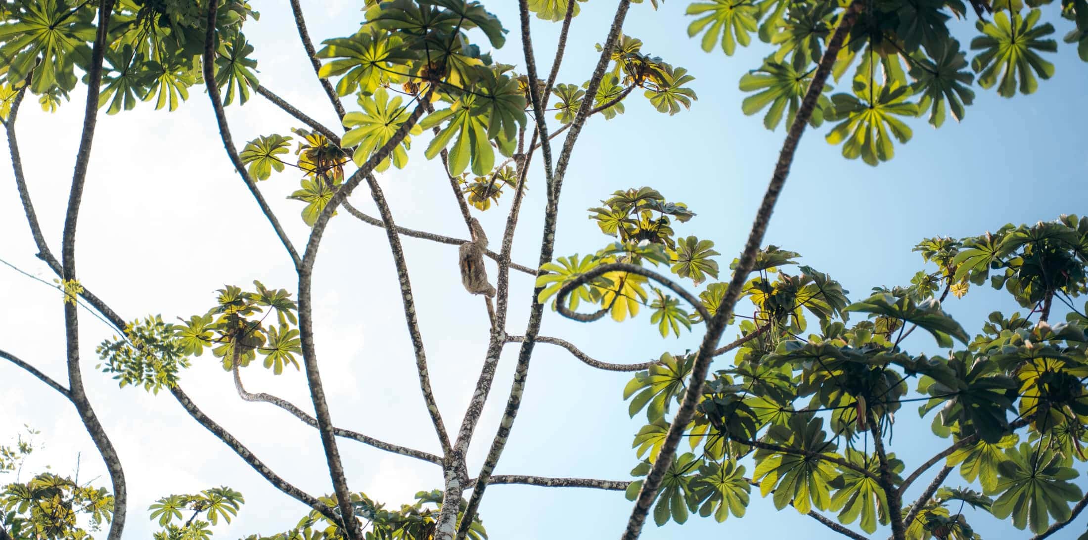 Een tropische 18 daagse door Costa Rica: junglejuwelen, luierende luiaards en tijdloze levenslust