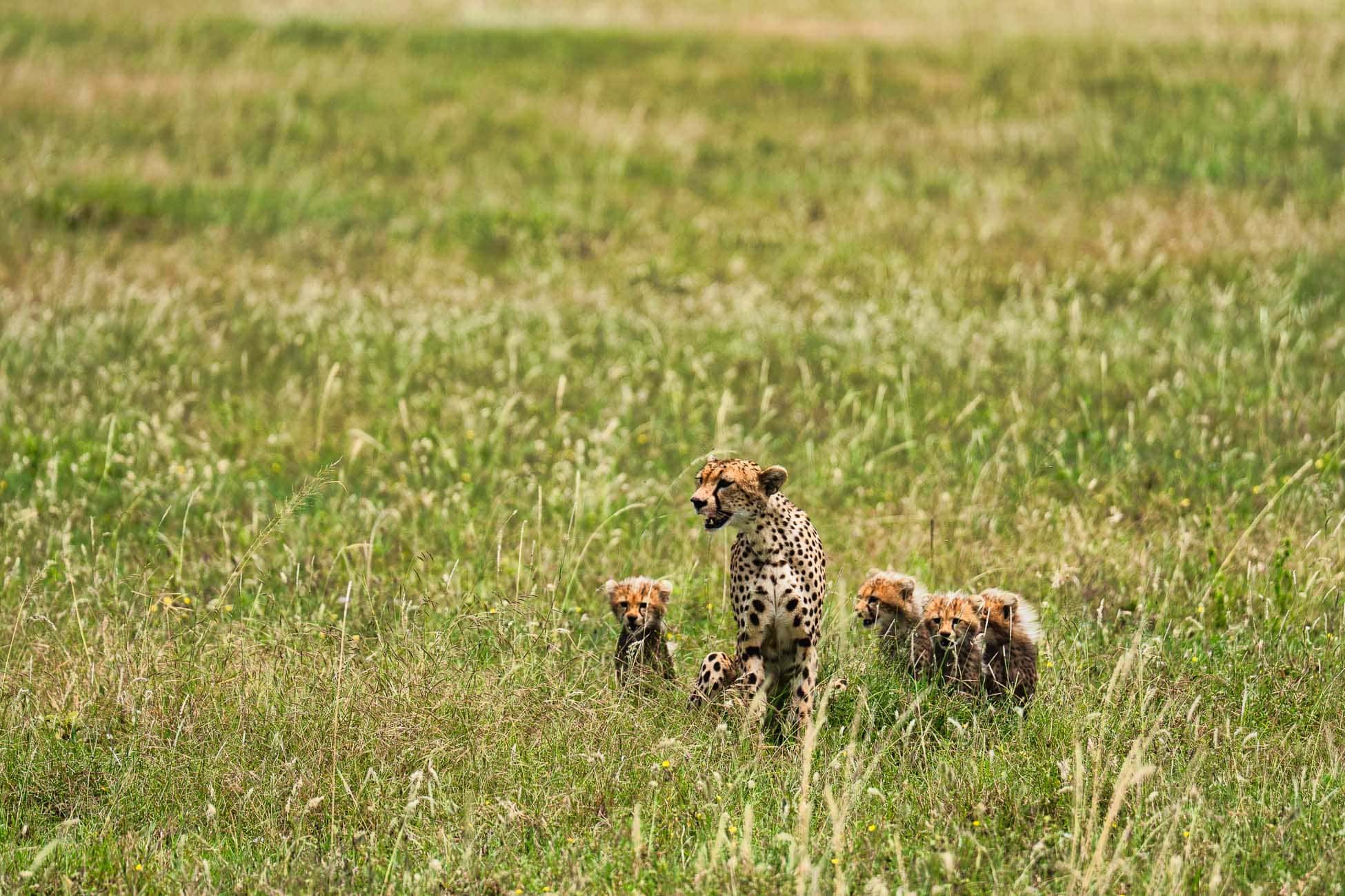 Tien om te zien in Tanzania