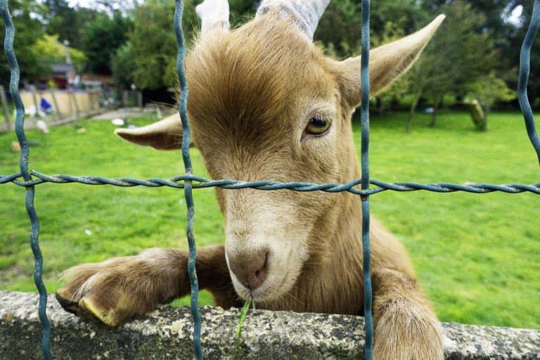 Wandelen in Hoegaarden