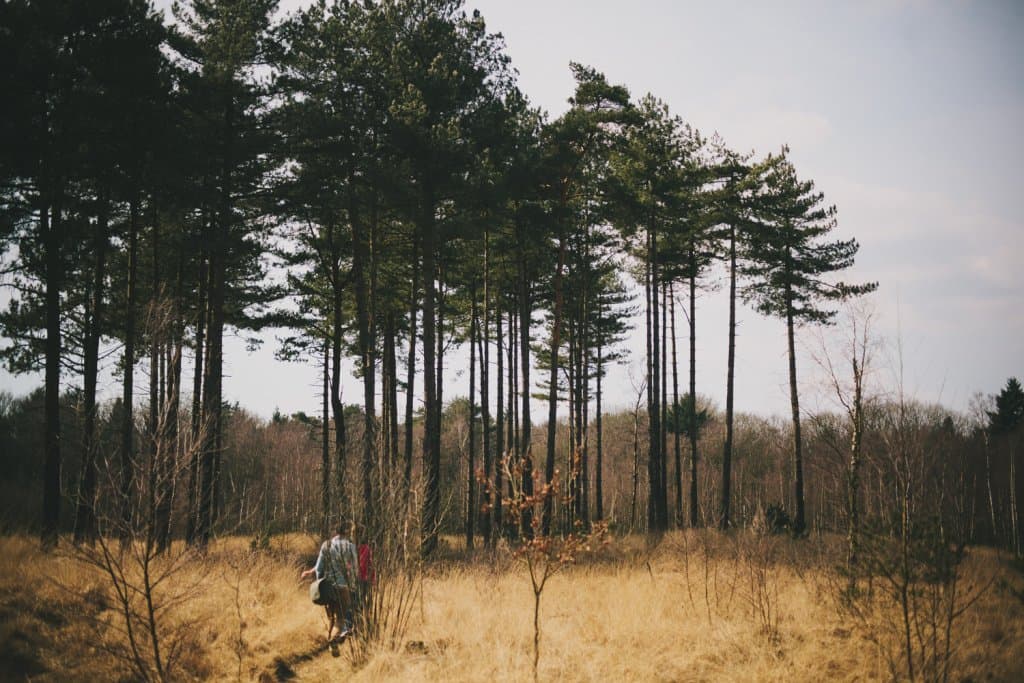 wandelen in kalmthoutste heide