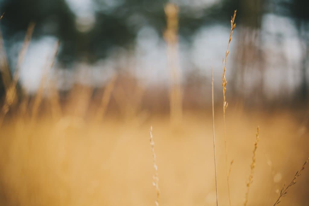 wandelen in kalmthoutste heide