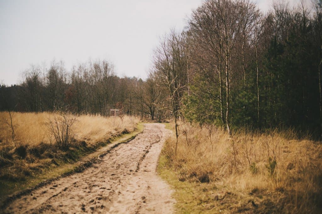 Wandelen in de Kalmthoutse heide