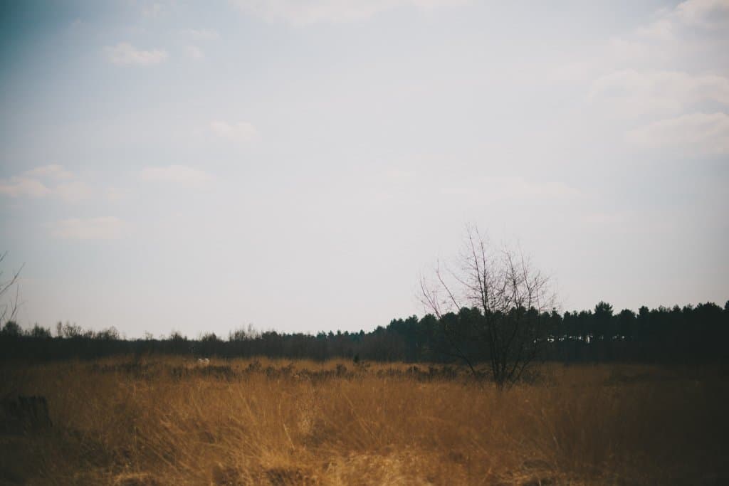 Wandelen in de Kalmthoutse heide