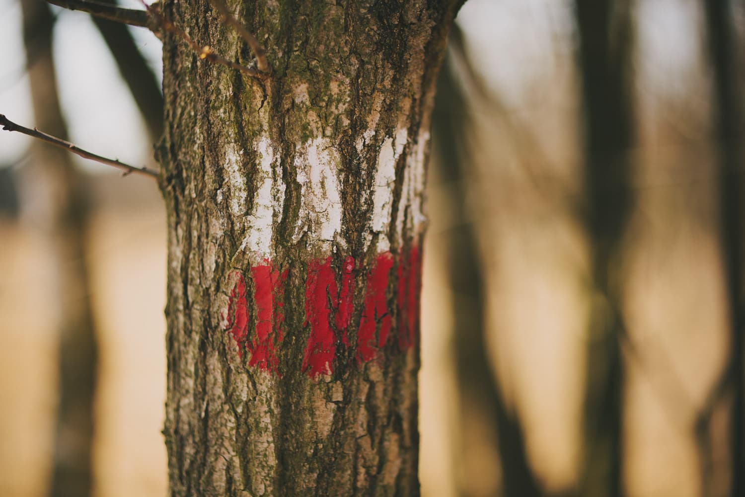 wandelen in kalmthoutste heide