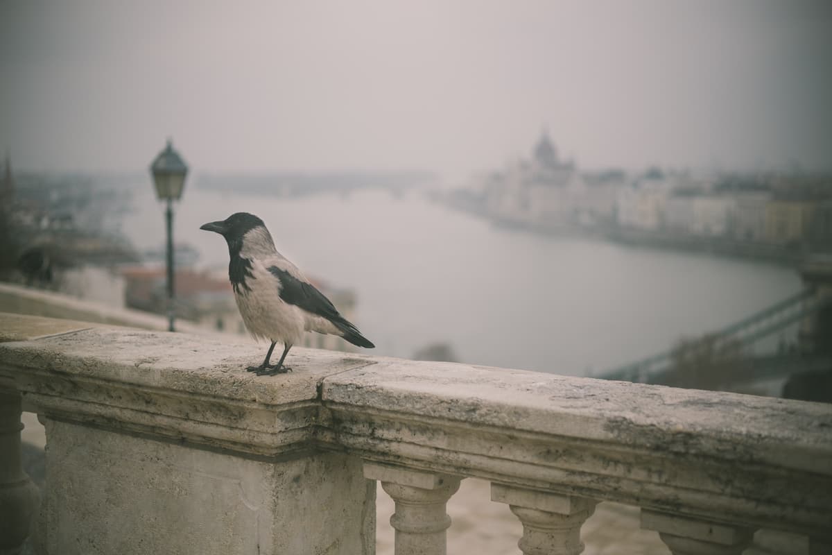 boedapest kort verhaal