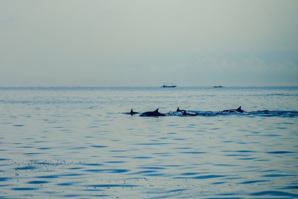 dolfijnen kijken lovina