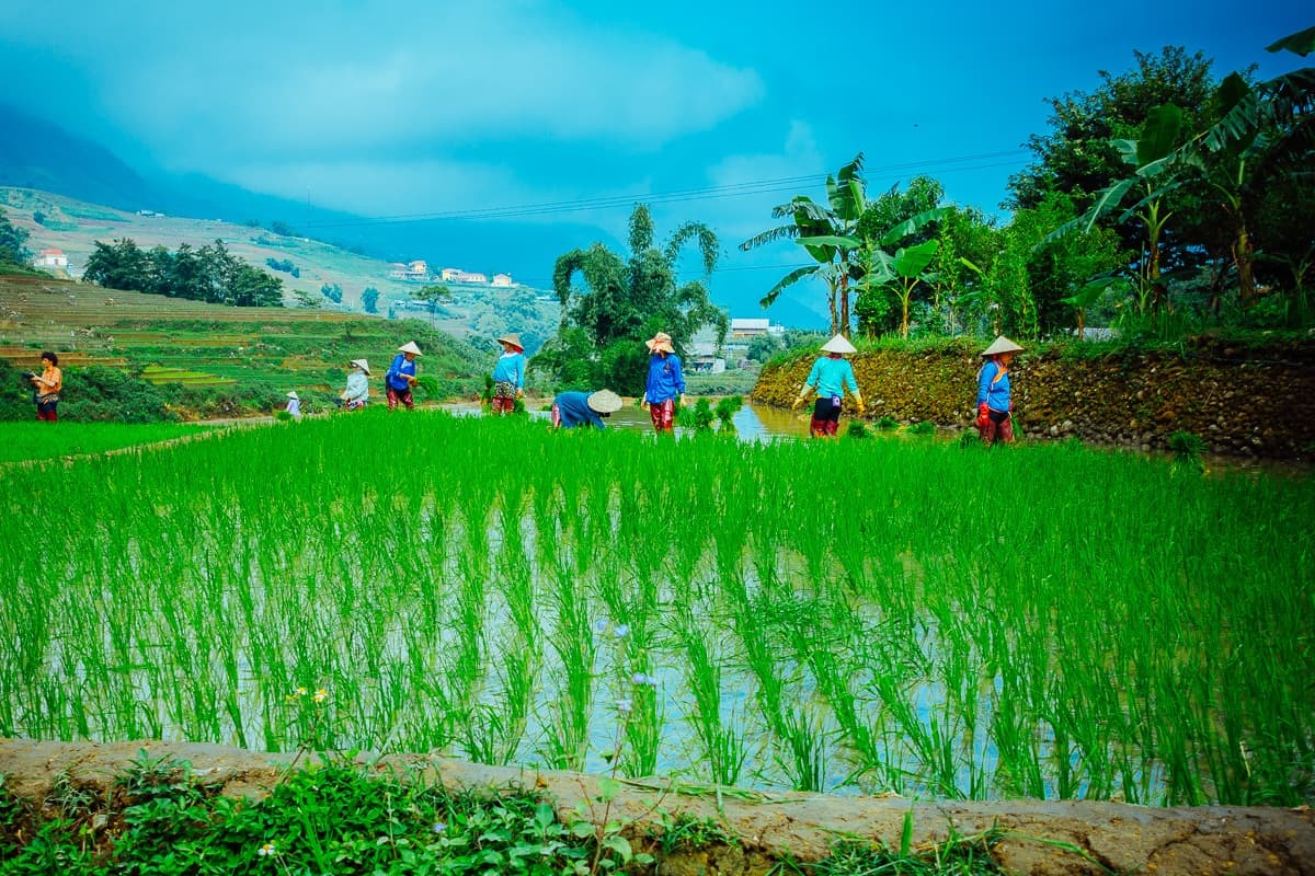 rijstvelden vietnam