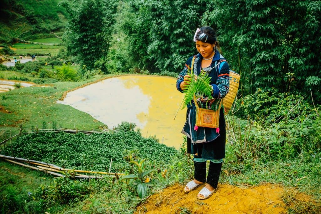 rijstvelden van sapa vietnam bezoeken