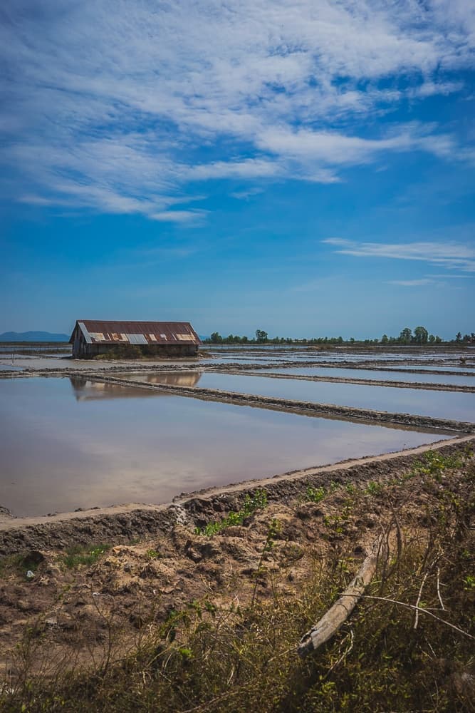 rijstvelden cambodja