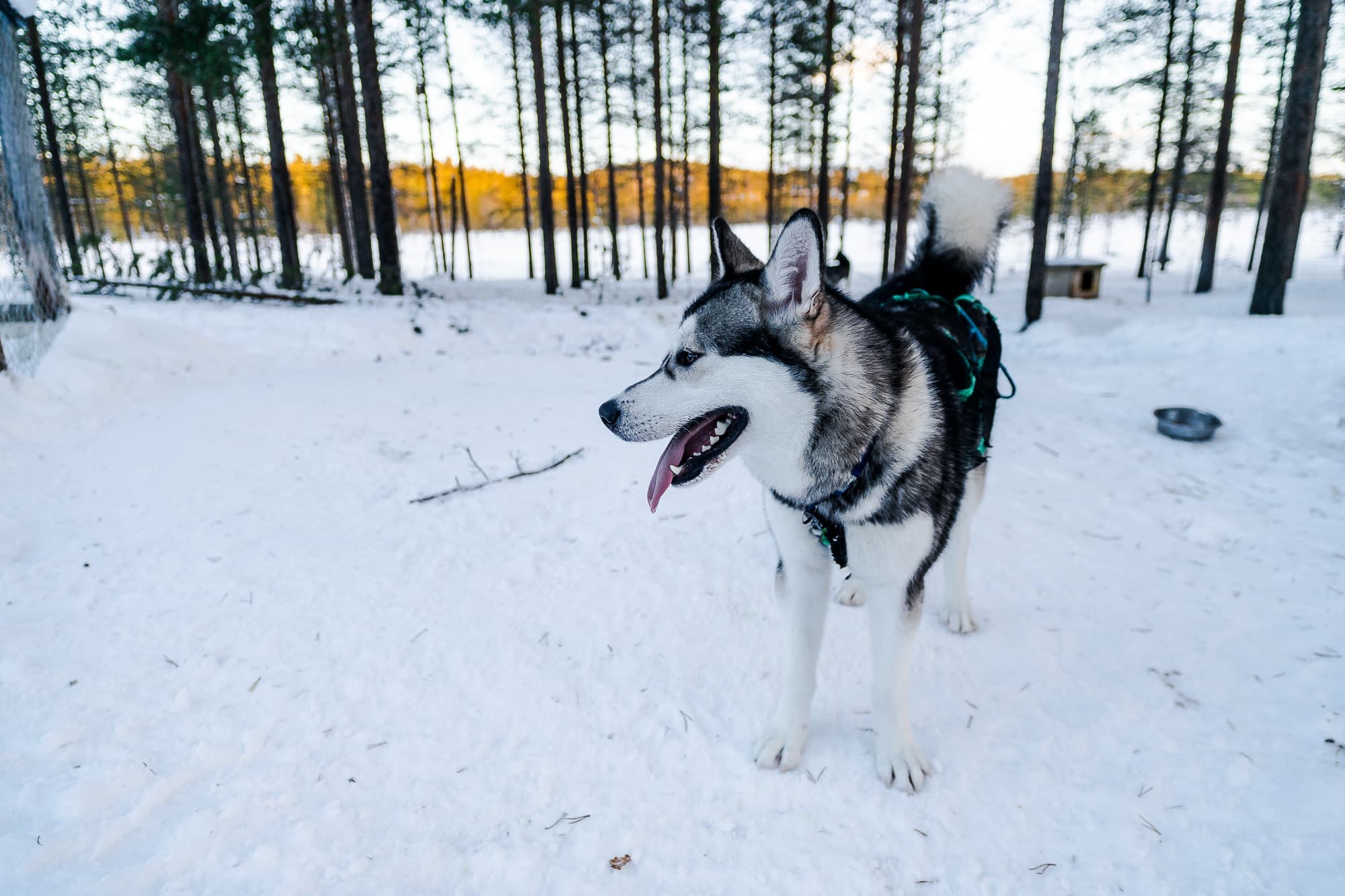 huskyfarm finland