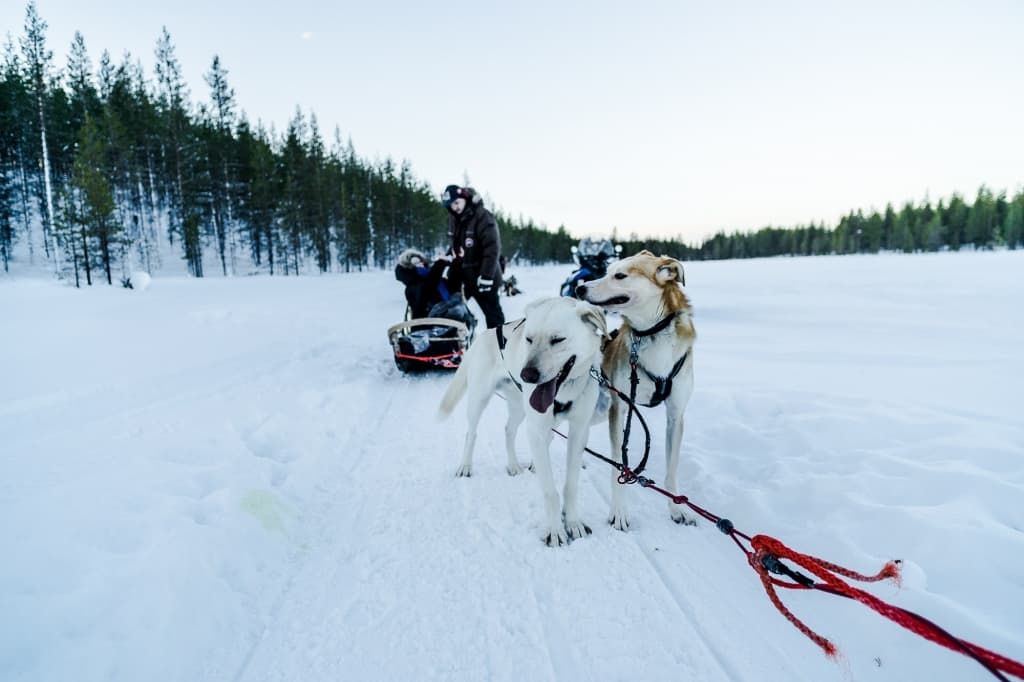 Twee aan elkaar vastgebonden sledehonden staan op een besneeuwd pad, tongen uitgestoken, met op de achtergrond een slee die mensen vervoert. Een musher staat achter de slee, omringd door besneeuwde bomen - perfect voor noorderlicht fotograferen onder een heldere, bleke hemel.