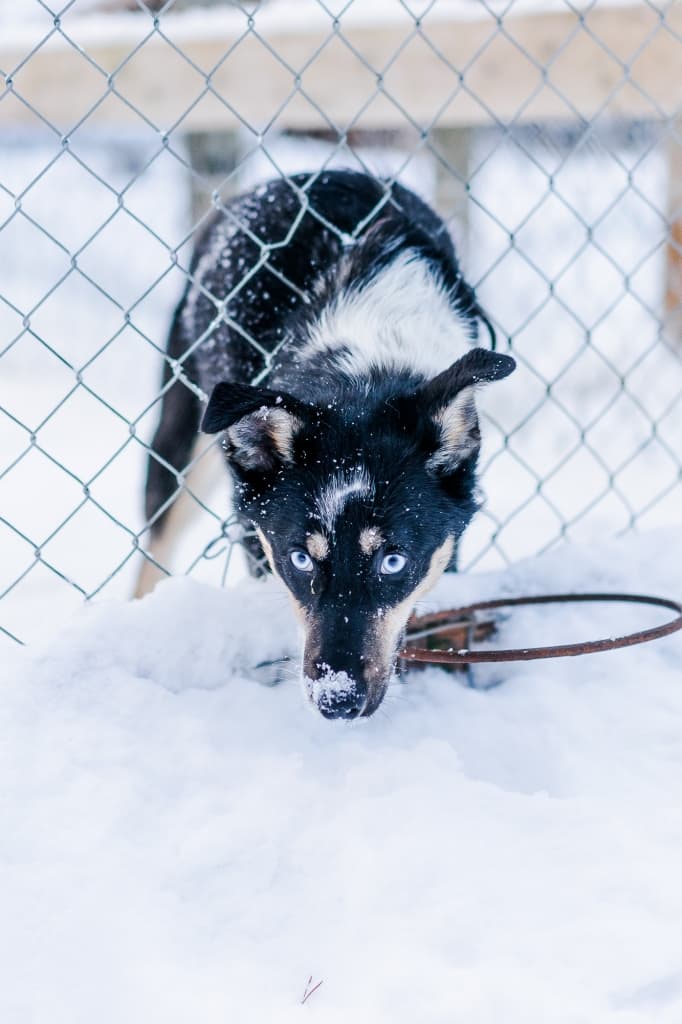 Een zwart-witte hond met opvallende blauwe ogen staat in de sneeuw en kijkt aandachtig naar de camera door een hek van ijzerdraad. Sneeuwvlokken bestuiven zijn gezicht en vacht alsof hij klaar is voor een nachtje noorderlicht fotograferen. Een bruine riem ligt gedeeltelijk begraven in de sneeuw bij zijn poten.