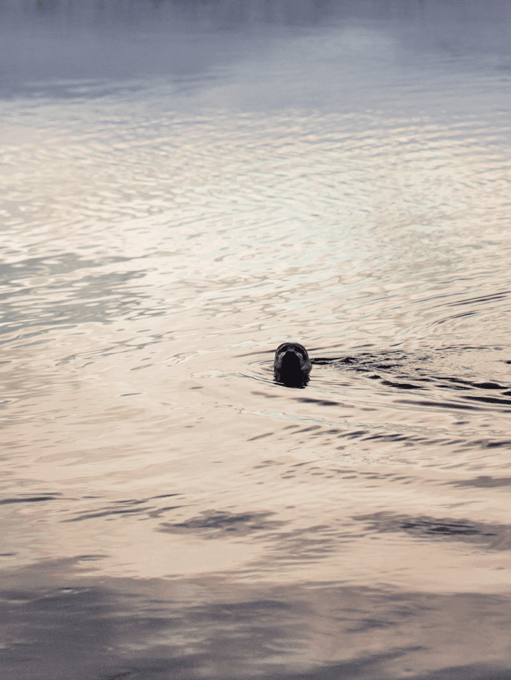 Zeehond in de winter