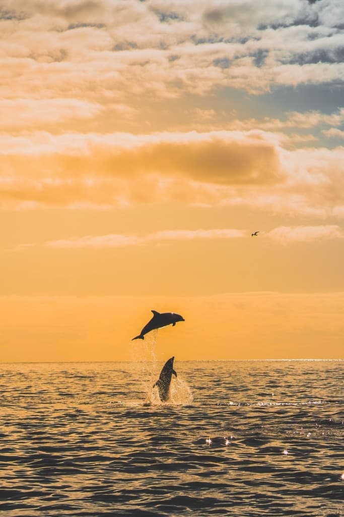 Een dolfijn springt sierlijk boven de oceaan bij zonsondergang, met een andere dolfijn deels zichtbaar in het water. De warme lucht en kalme zee maken deze scène tot een van de beste reisfoto's, die de schoonheid van de natuur vastlegt met stralende kleuren en een vogel die in de verte vliegt.