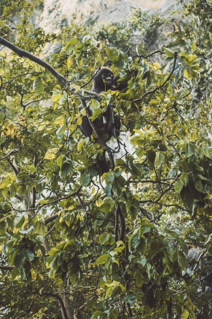 working remote thailand