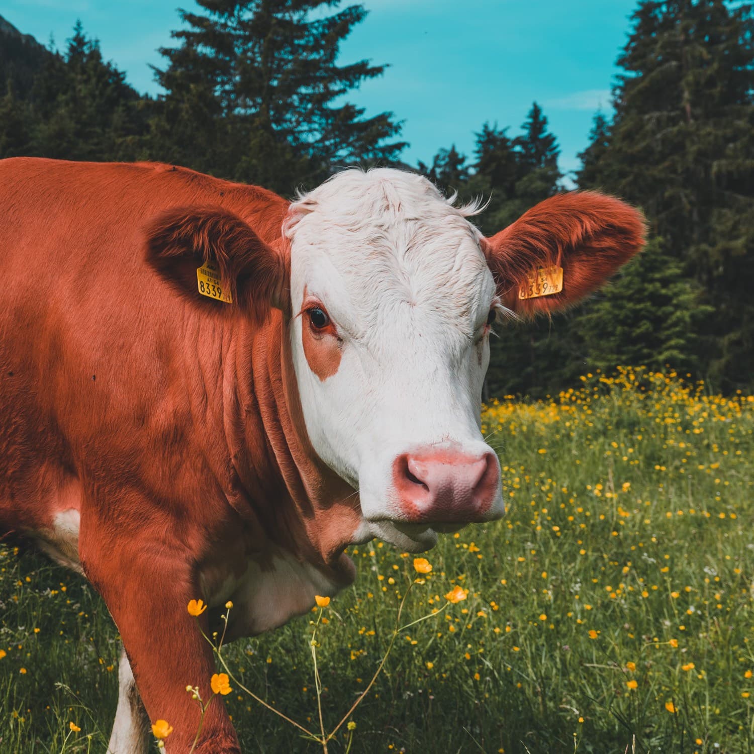 naar de bergen in de zomer
