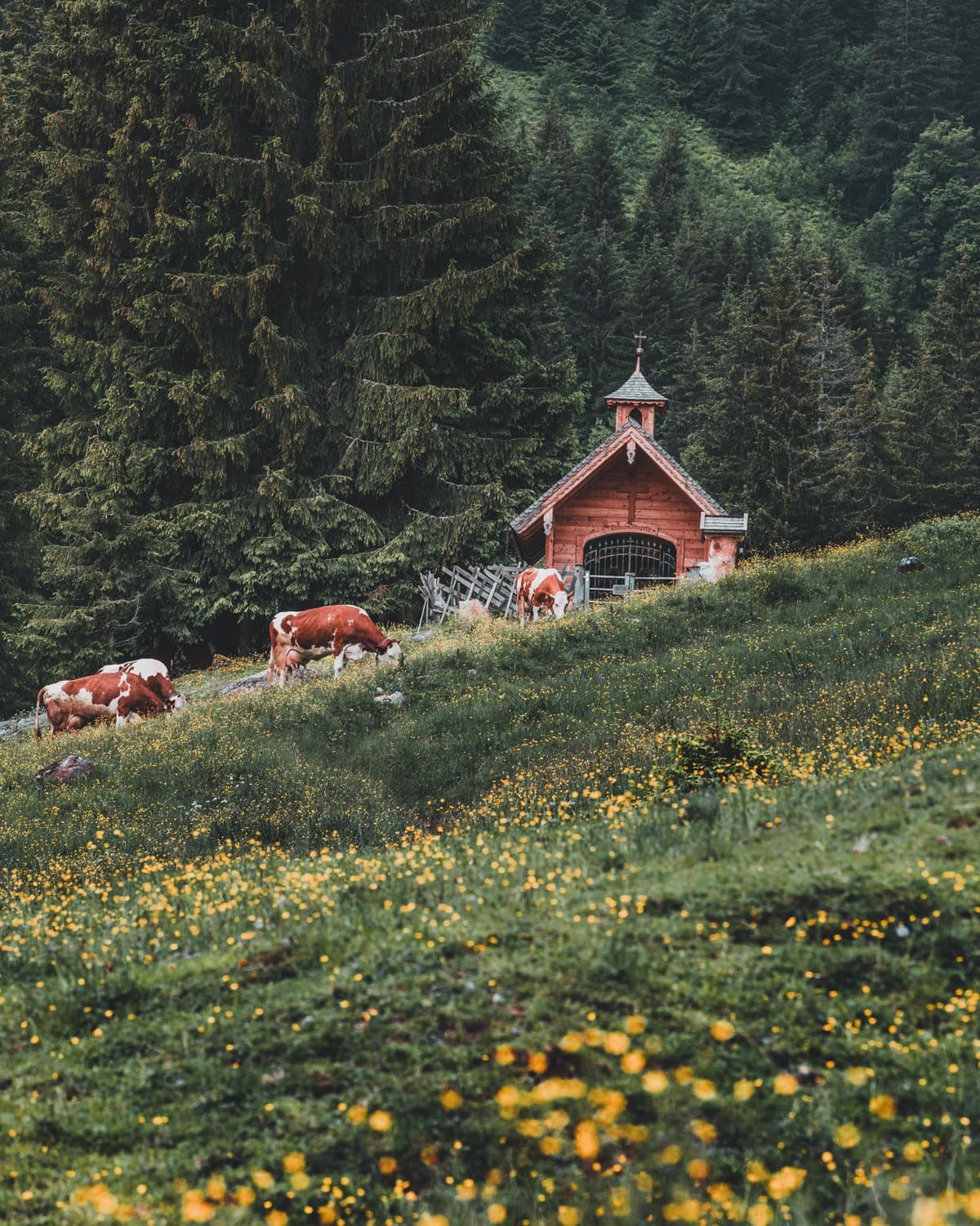oostenrijk saalbach wandelen