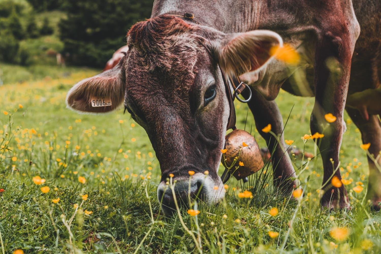 alpenweiden oostenrijk