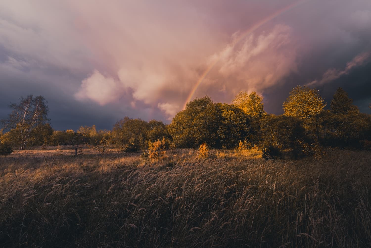 wandelen in de heide