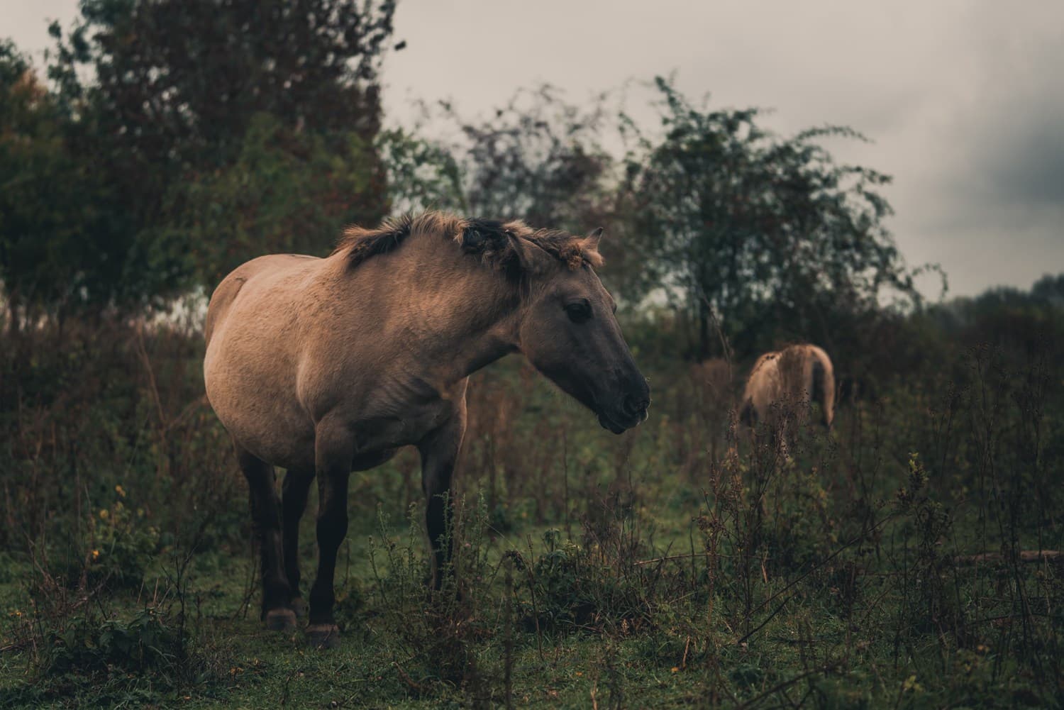 wilde paarden aan de maas