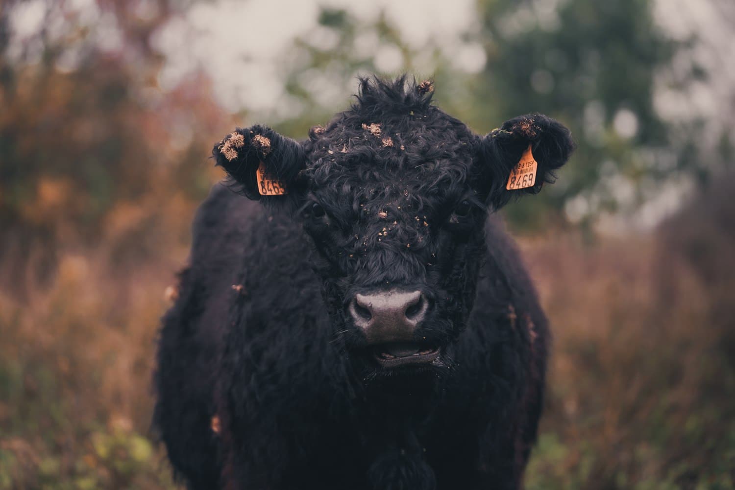 wilde dieren in limburg