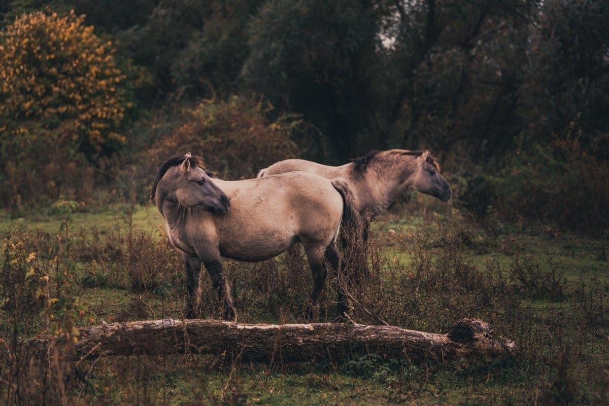 wandelroutes maasmechelen