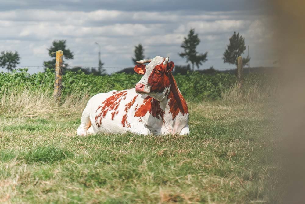 mooiste fietsroutes in vlaanderen
