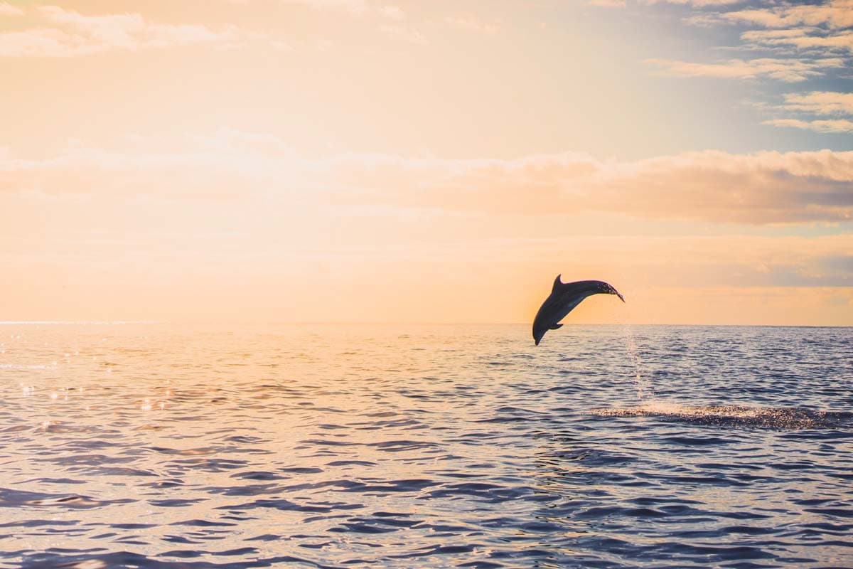 whale watching azoren