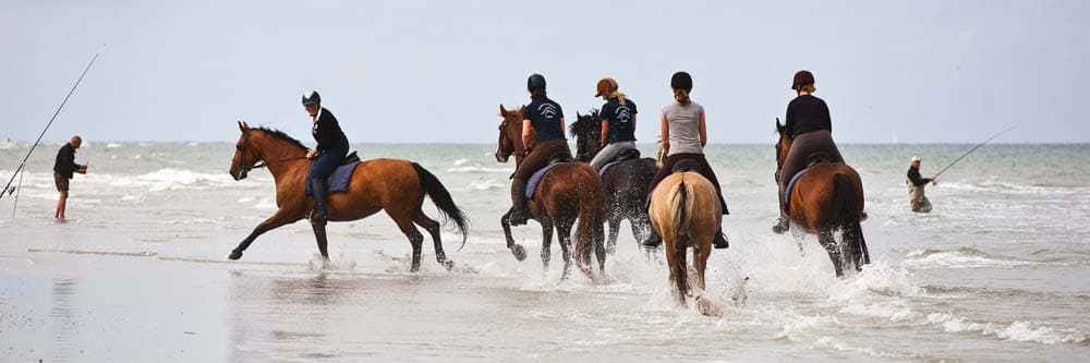 paarden zee wadden