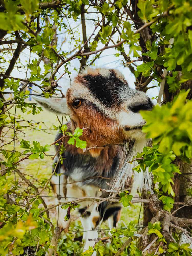 geit limburg borgloon