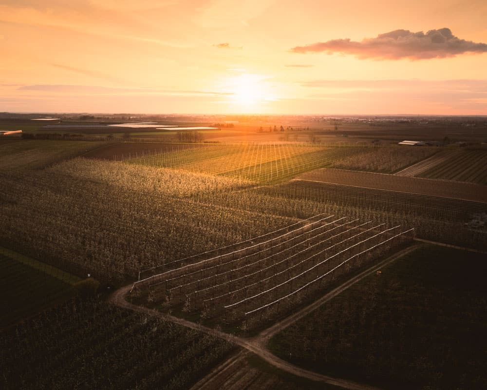 fruitstreek haspengauw