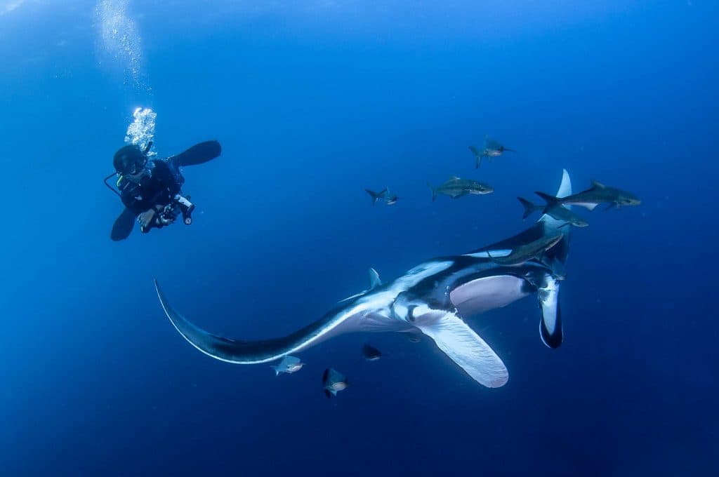 manta ray thailand duiken