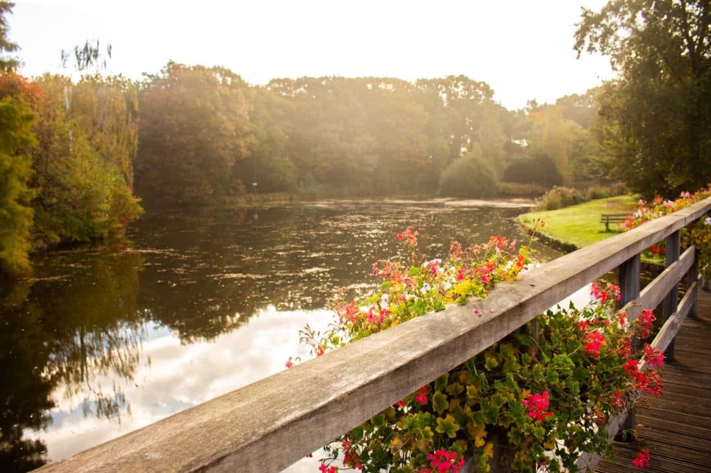 Een houten balustrade versierd met roze bloemen kijkt uit over een rustige vijver in Den Bosch, omringd door bomen. Zonlicht filtert door het gebladerte en reflecteert op het water. In de verte biedt een grasveld met een bankje een vredige, schilderachtige omgeving die doet denken aan uitboeren.