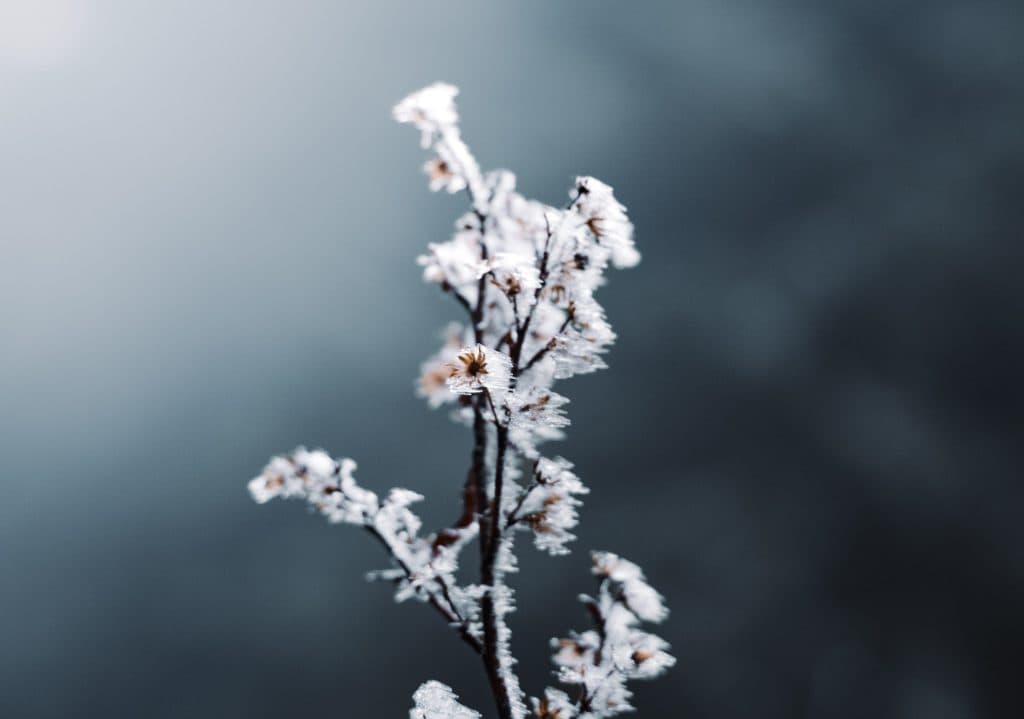 natuur in de vogezen