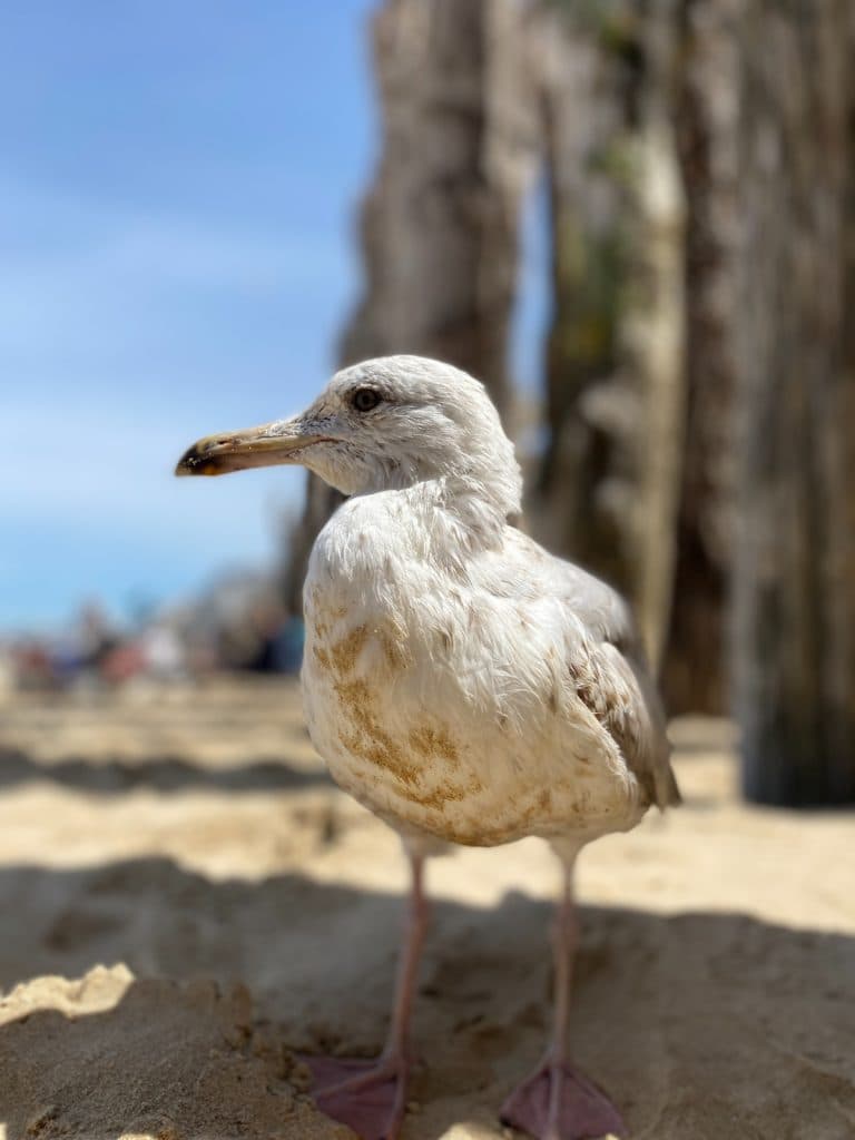 Een close-up van een meeuw op een zandstrand tijdens een roadtrip door midden Frankrijk, met vage houten pilaren en blauwe lucht op de achtergrond. De veren van de vogel zijn gekruld en zijn snavel staat een beetje open.