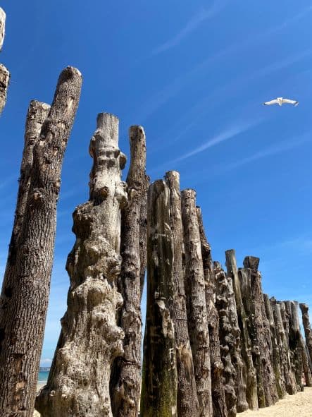 Hoge, verweerde houten palen staan op een rij op zandgrond onder een helderblauwe hemel met pluizige wolken - een vredig tafereel van een roadtrip door midden Frankrijk, met een enkele meeuw die rechtsboven vliegt.