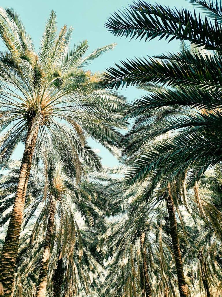 Hoge palmbomen met gestructureerde stammen en dichte, groene bladeren reiken omhoog naar een helderblauwe hemel in Riyad, en creëren een tropisch en weelderig bladerdak in het hart van Saoedi-Arabië.