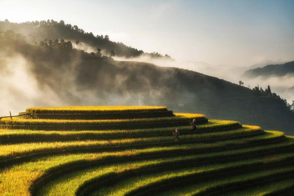 rijstvelden van sapa in vietnam