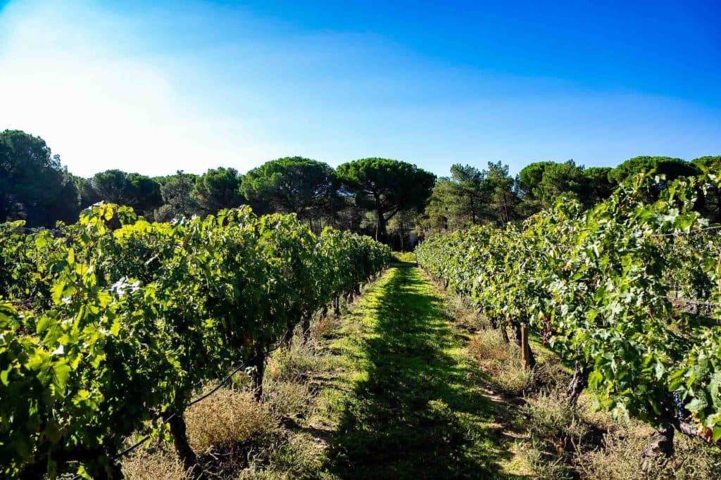 ribera del duero wijndomein bezoeken