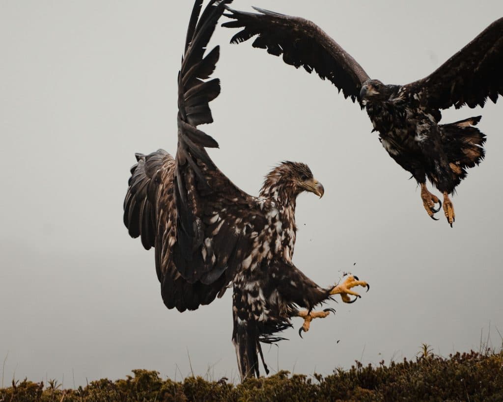 vakantie naar de lofoten in noorwegen