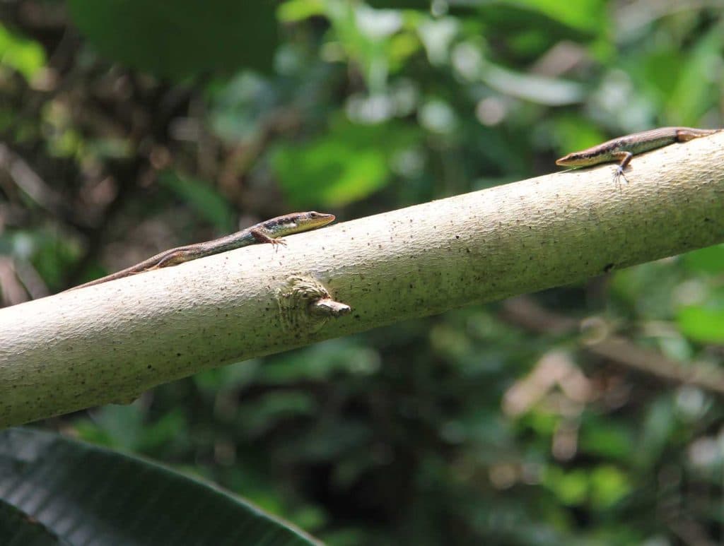 welke eilanden bezoeken op de cook eilanden