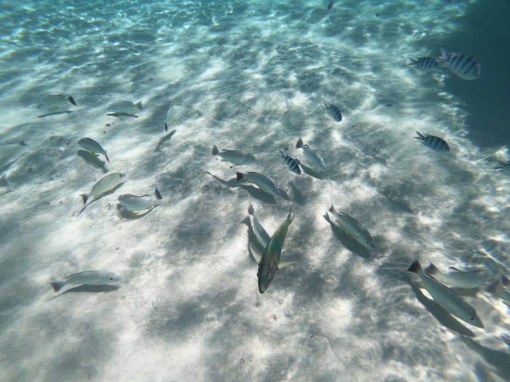 hoe duur zijn de cook eilanden
