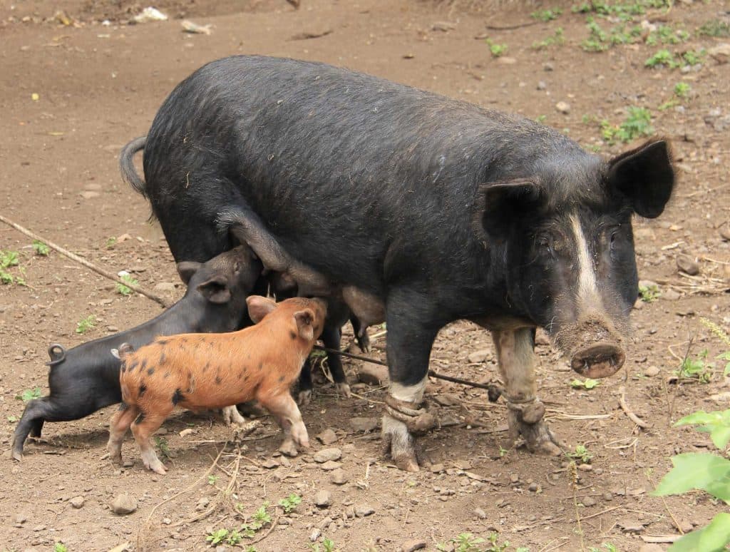 welke eilanden bezoeken op de cook eilanden