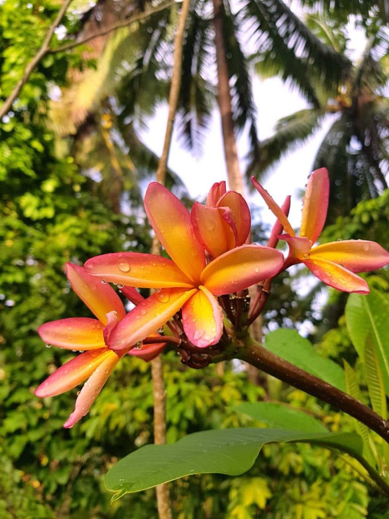 hoe duur zijn de cook eilanden